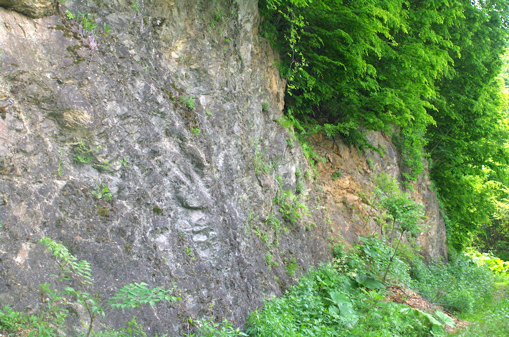 写真5　閃緑岩質岩.jpg